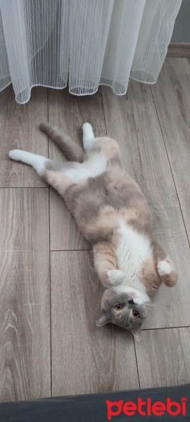 British Shorthair, Kedi  İncir fotoğrafı