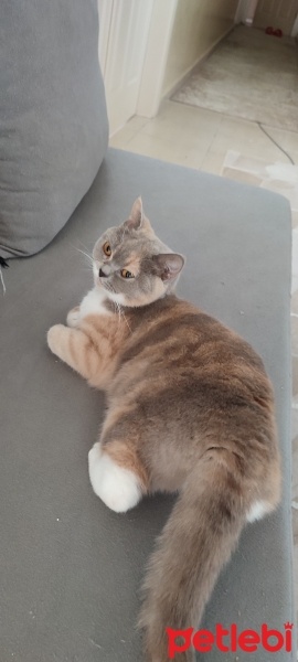 British Shorthair, Kedi  İncir fotoğrafı