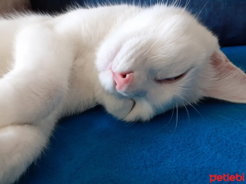 Van Kedisi, Kedi  ŞUKUFE fotoğrafı