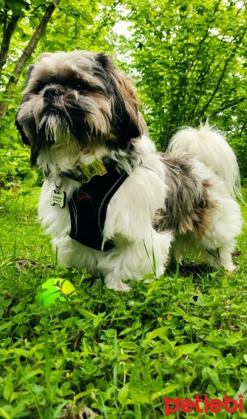 Shih Tzu, Köpek  Boldi fotoğrafı