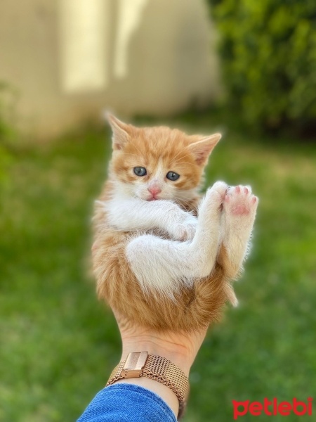 Tekir Kedi, Kedi  Şanslı fotoğrafı