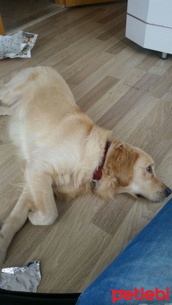 Golden Retriever, Köpek  Badem fotoğrafı