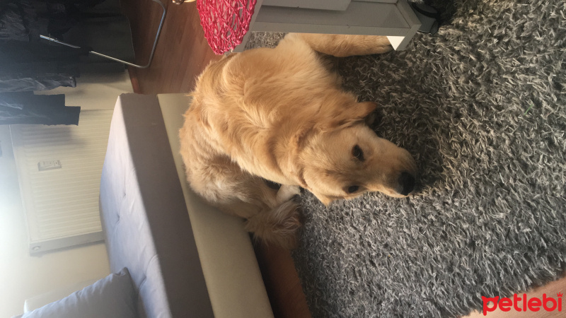 Golden Retriever, Köpek  Badem fotoğrafı