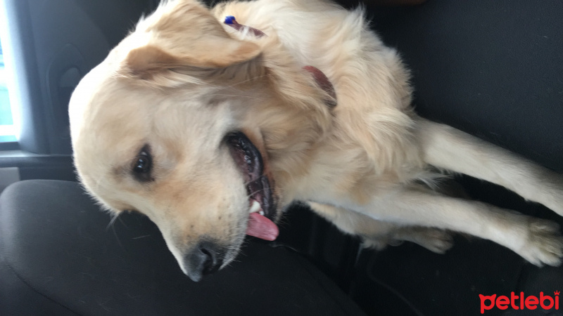 Golden Retriever, Köpek  Badem fotoğrafı
