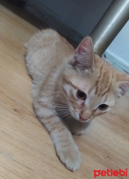 Sarman, Kedi  Şeftali fotoğrafı