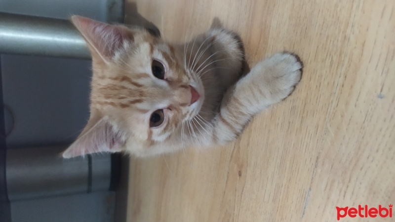 Sarman, Kedi  Şeftali fotoğrafı