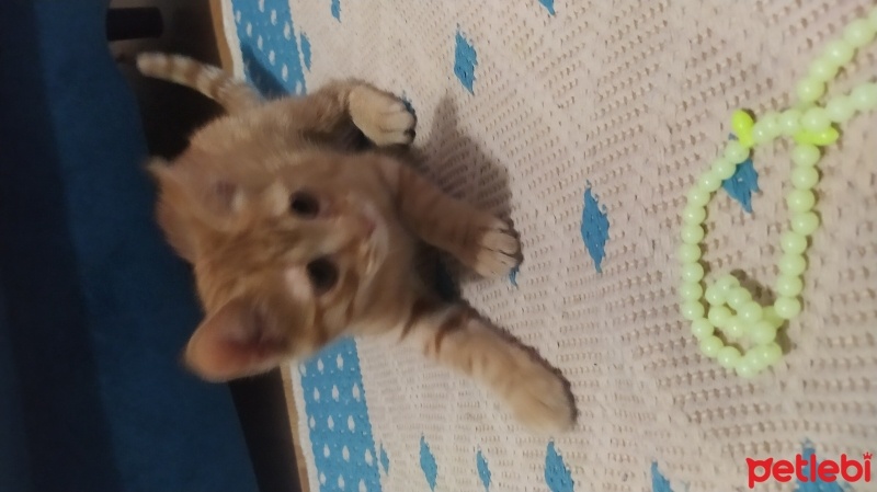 Sarman, Kedi  Şeftali fotoğrafı