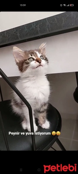 Tekir Kedi, Kedi  Duman fotoğrafı