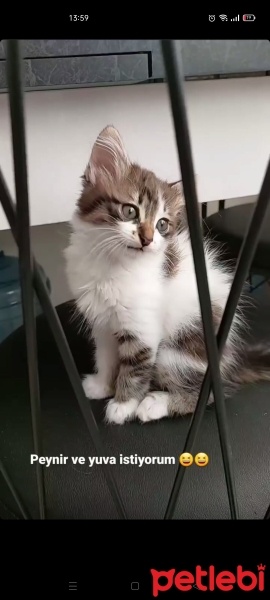 Tekir Kedi, Kedi  Duman fotoğrafı