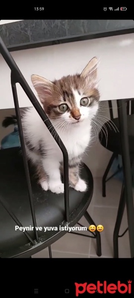 Tekir Kedi, Kedi  Duman fotoğrafı