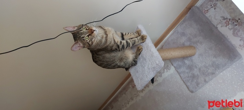 Tekir Kedi, Kedi  Zeus fotoğrafı