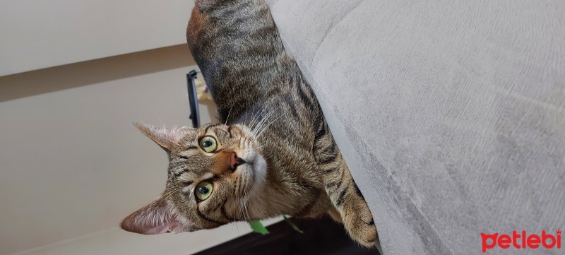 Tekir Kedi, Kedi  Zeus fotoğrafı