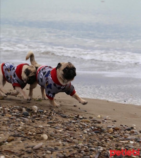 Pug, Köpek  Tekila ve viski fotoğrafı