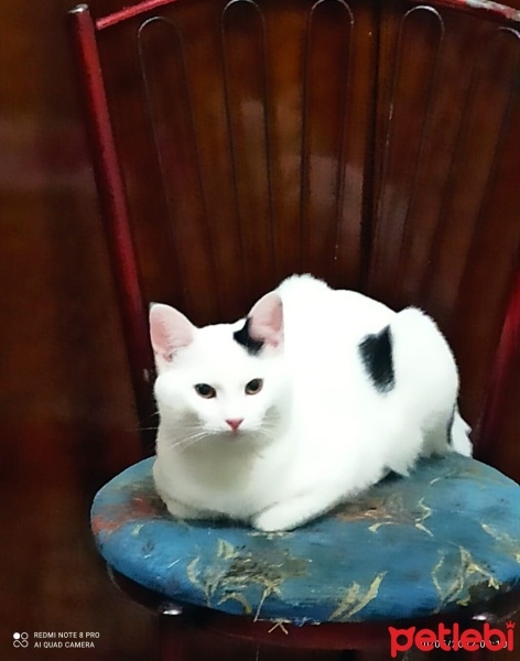 Tekir Kedi, Kedi  Pamuk fotoğrafı