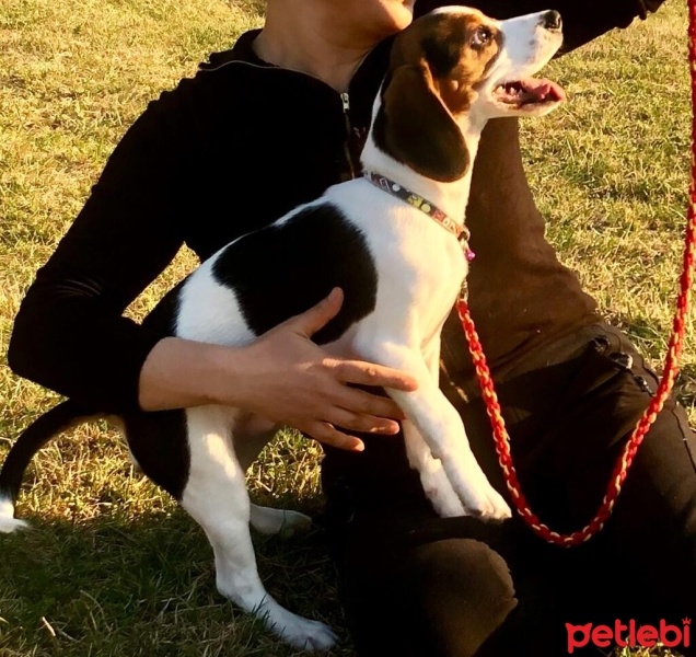 Beagle, Köpek  Charles fotoğrafı