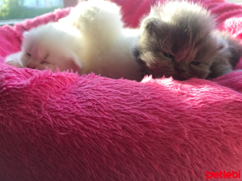 Scottish Fold, Kedi  Pamuk fotoğrafı