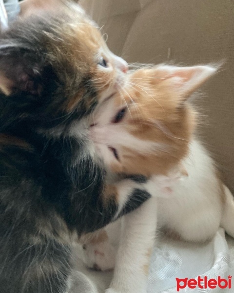 Tekir Kedi, Kedi  kedim dogum yapti 6 tane kucuk minnos kedim varr? fotoğrafı