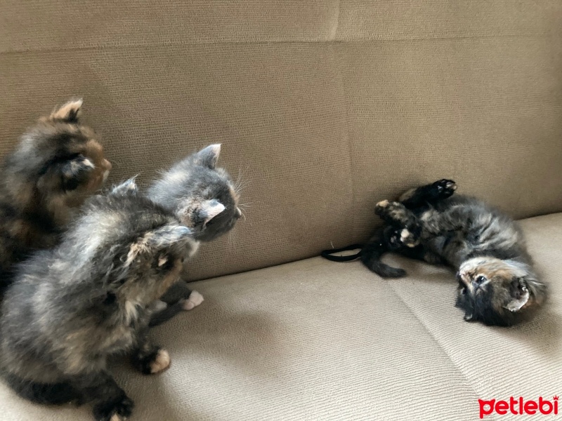 Tekir Kedi, Kedi  kedim dogum yapti 6 tane kucuk minnos kedim varr? fotoğrafı