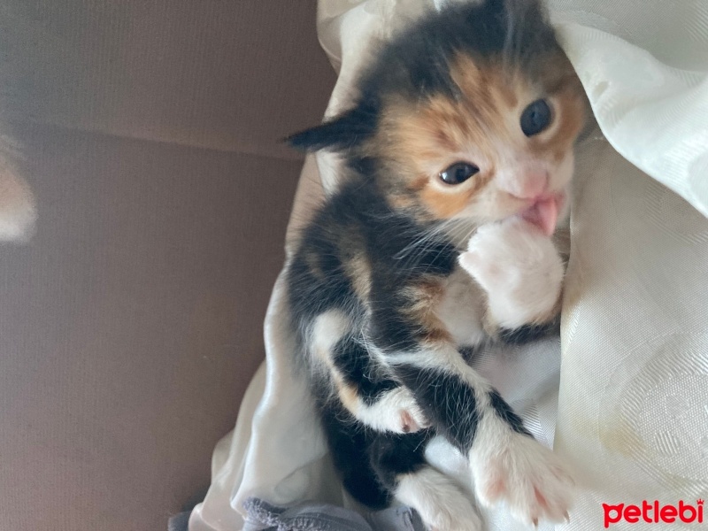 Tekir Kedi, Kedi  kedim dogum yapti 6 tane kucuk minnos kedim varr? fotoğrafı