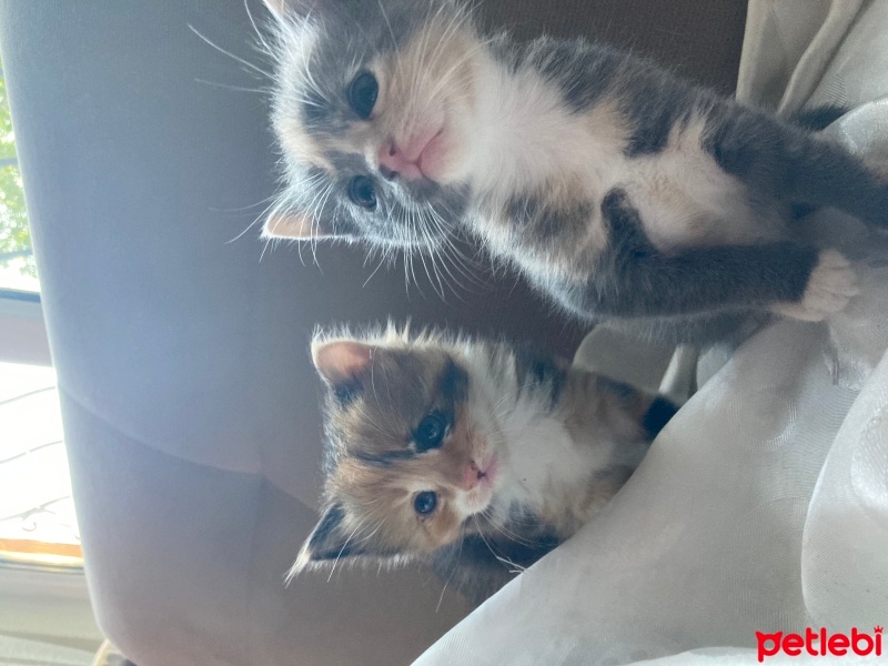 Tekir Kedi, Kedi  kedim dogum yapti 6 tane kucuk minnos kedim varr? fotoğrafı