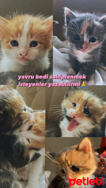 Tekir Kedi, Kedi  kedim dogum yapti 6 tane kucuk minnos kedim varr? fotoğrafı