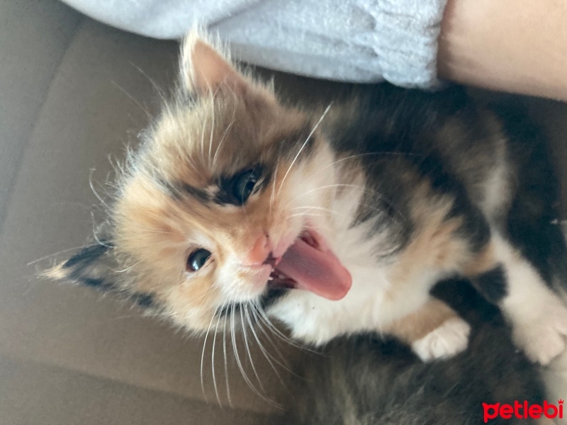 Tekir Kedi, Kedi  kedim dogum yapti 6 tane kucuk minnos kedim varr? fotoğrafı