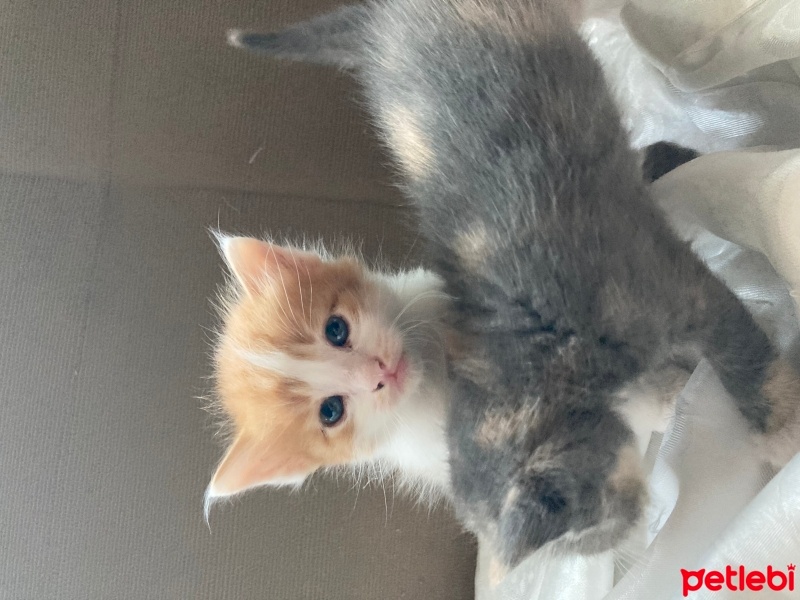 Tekir Kedi, Kedi  kedim dogum yapti 6 tane kucuk minnos kedim varr? fotoğrafı