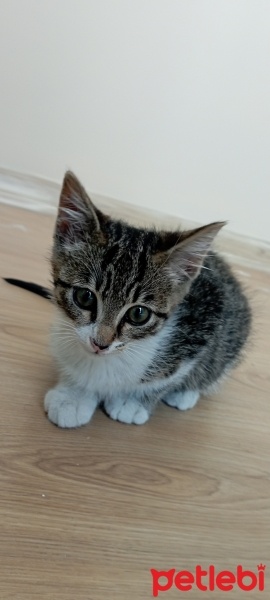 Tekir Kedi, Kedi  Şanslı fotoğrafı