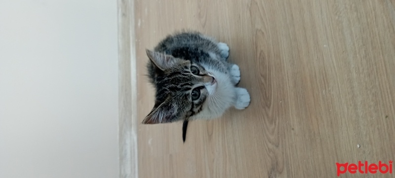 Tekir Kedi, Kedi  Şanslı fotoğrafı