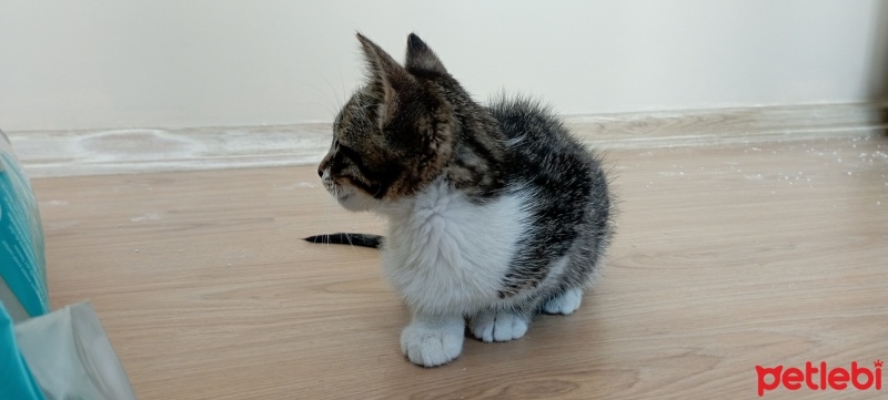 Tekir Kedi, Kedi  Şanslı fotoğrafı