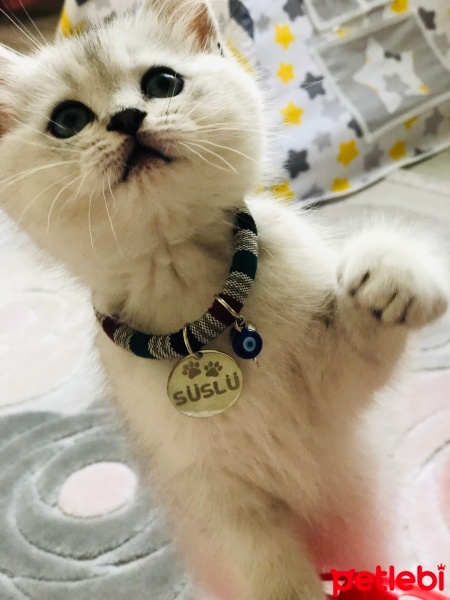 British Shorthair, Kedi  Süslü fotoğrafı