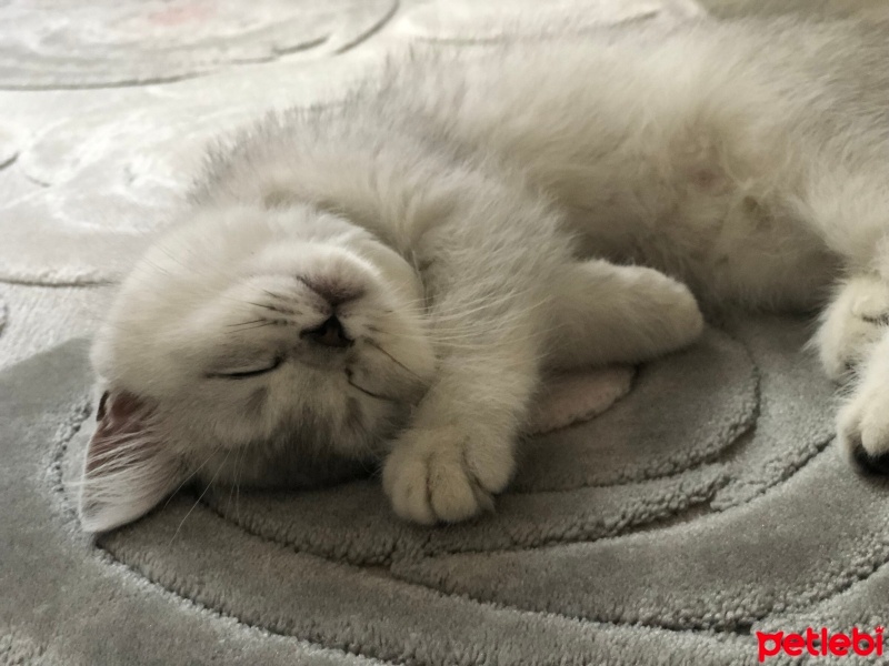 British Shorthair, Kedi  Süslü fotoğrafı