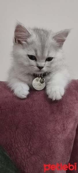 British Shorthair, Kedi  Süslü fotoğrafı