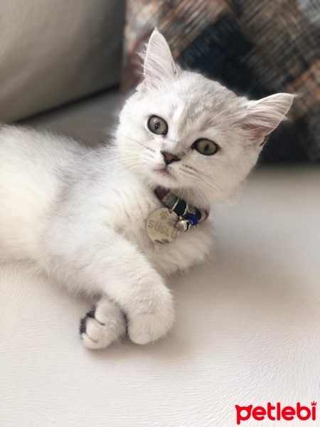 British Shorthair, Kedi  Süslü fotoğrafı