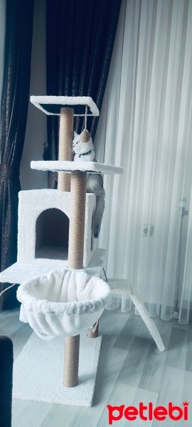 British Shorthair, Kedi  Süslü fotoğrafı