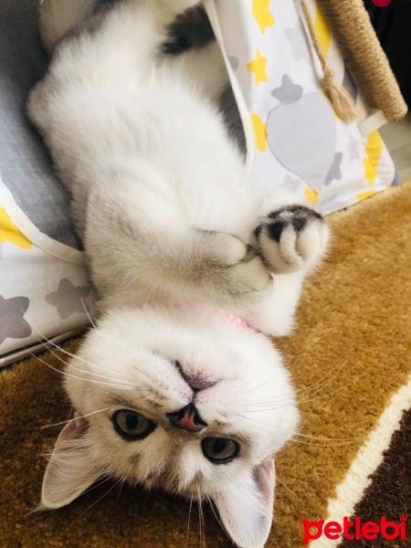 British Shorthair, Kedi  Süslü fotoğrafı