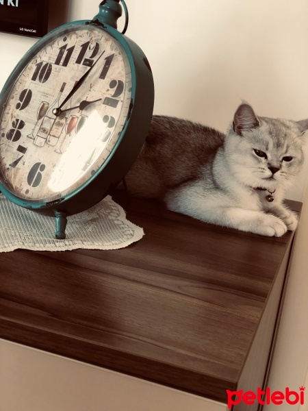 British Shorthair, Kedi  Süslü fotoğrafı