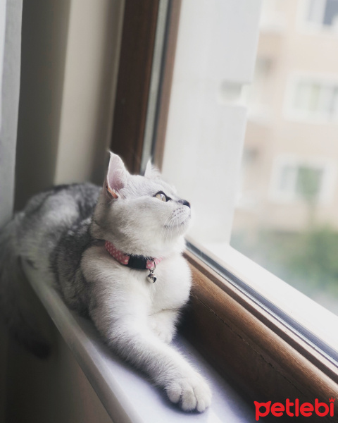 British Shorthair, Kedi  Süslü fotoğrafı
