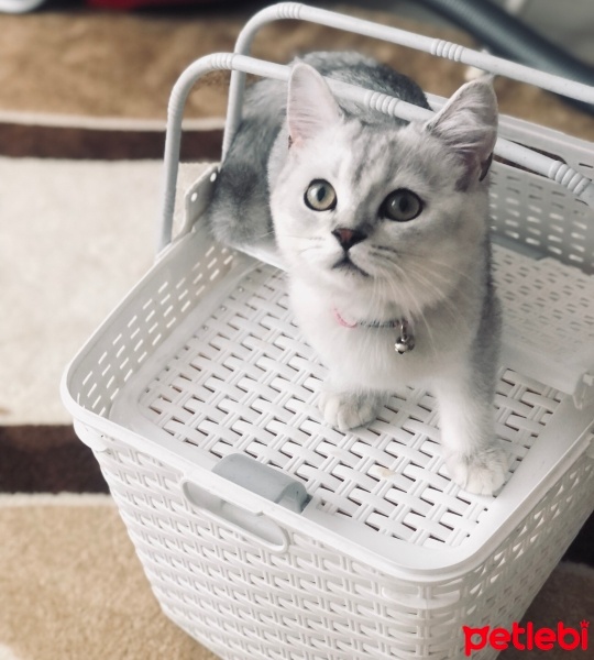 British Shorthair, Kedi  Süslü fotoğrafı