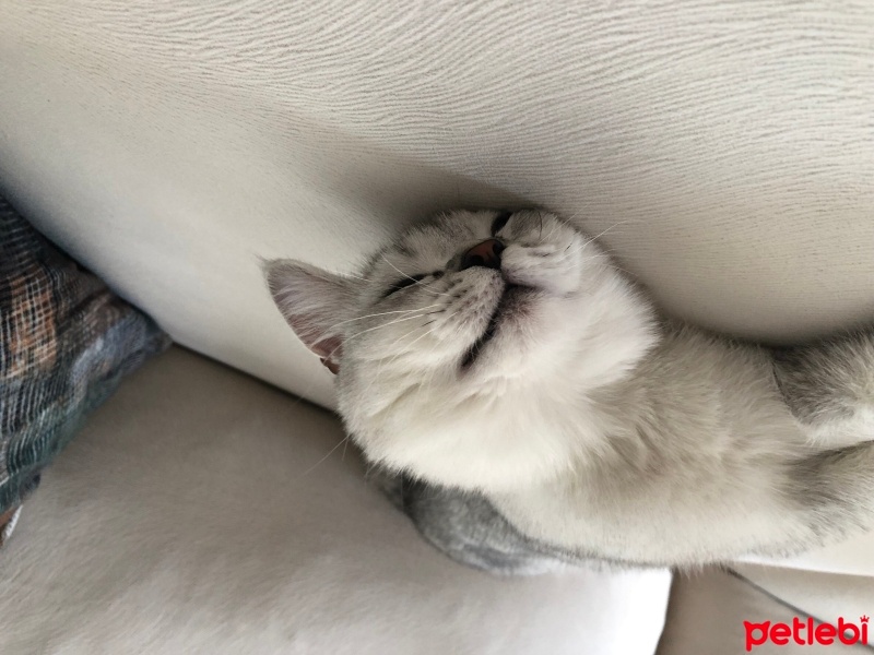British Shorthair, Kedi  Süslü fotoğrafı