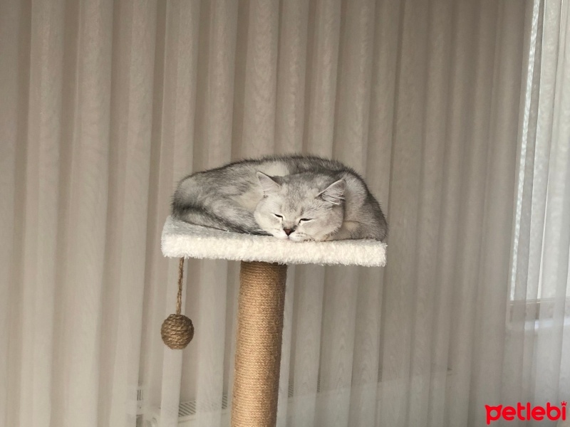 British Shorthair, Kedi  Süslü fotoğrafı