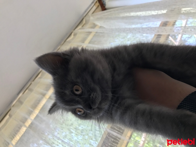 British Shorthair, Kedi  Mia fotoğrafı