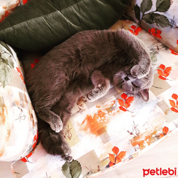 British Shorthair, Kedi  Lina fotoğrafı