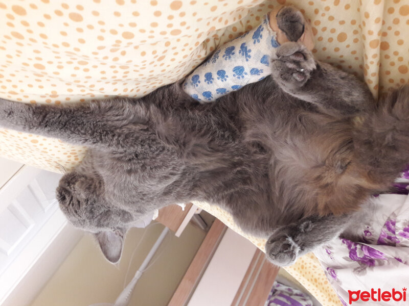 British Shorthair, Kedi  Lina fotoğrafı