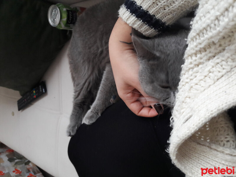 British Shorthair, Kedi  Lina fotoğrafı