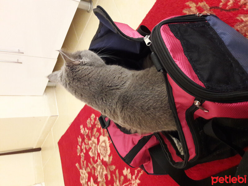 British Shorthair, Kedi  Lina fotoğrafı