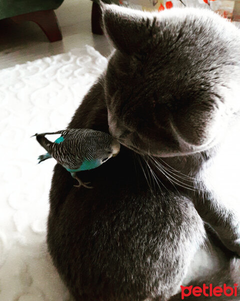 British Shorthair, Kedi  Lina fotoğrafı