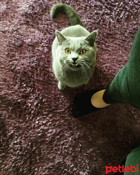 British Shorthair, Kedi  Lina fotoğrafı