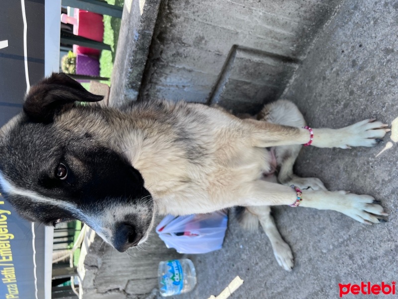 Alman Çoban Köpeği, Köpek  Lysi fotoğrafı