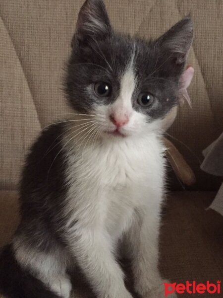 Tuxedo (Smokin) Kedi, Kedi  johny fotoğrafı